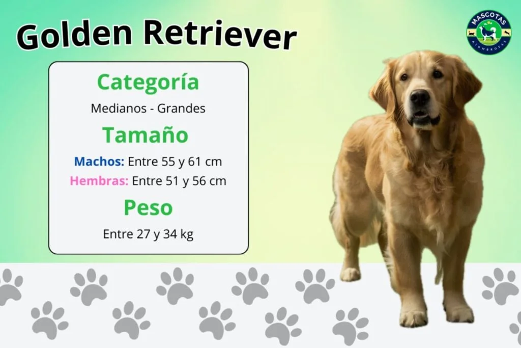 Son Golden Retrievers Perros Activos